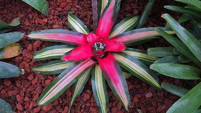 گیاه آپارتمانی نئورجلیا، Blushing Bromeliad، برگ ها ضخیم و چرمی شکل و براق هستند. برگ های انتهایی نزدیک به فنجان مذکور رنگ های درخشان سرخابی و صورتی دارند و برگ های مسن تر و پایین تر سبزند و نزدیک به مرکز همان سایه های صورتی یا سرخابی را دارند. گل های کوچک به رنگ بنفش یا ارغوانی در مرکز آن فنجان می رویند.